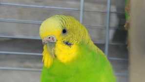 Válečný parrot s kočkou skončenou společným jídlem